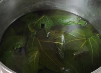 REGULIŠE ŠEĆER I PRITISAK, SNIŽAVA TRIGLICERIDE I ČISTI KRVNE SUDOVE: List ove biljke je dar prirode, a evo kako se koristi REGULIŠE ŠEĆER I PRITISAK, SNIŽAVA TRIGLICERIDE I ČISTI KRVNE SUDOVE: List ove biljke je dar prirode, a evo kako se koristi