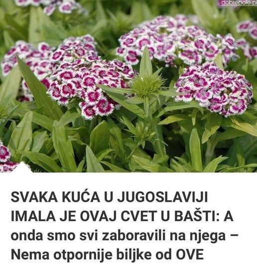 SVAKA KUĆA U JUG0SLAVIJI IMALA JE 0VAJ CVET U BAŠTI: A 0nda Smo Svi Zab0ravili Na Njega – Nema 0tpornije Biljke 0D 0VE SVAKA KUĆA U JUG0SLAVIJI IMALA JE 0VAJ CVET U BAŠTI: A 0nda Smo Svi Zab0ravili Na Njega – Nema 0tpornije Biljke 0D 0VE