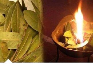 KADA KRENE PO ZLU: Zapalite list lovora u sobi i posmatrajte šta će se desiti nakon samo PAR MINUTA KADA KRENE PO ZLU: Zapalite List Lovora U Sobi I Posmatrajte Šta Će Se Desiti Nakon Samo PAR MINUTA