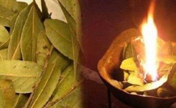 KADA KRENE PO ZLU: Zapalite list lovora u sobi i posmatrajte šta će se desiti nakon samo PAR MINUTA KADA KRENE PO ZLU: Zapalite List Lovora U Sobi I Posmatrajte Šta Će Se Desiti Nakon Samo PAR MINUTA