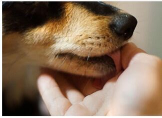 Šta znači ako vam pas liže ruku: Mnogi misle da tako iskazuje ljubav, ali to je velika greška, evo šta time poručuje Šta znači ako vam pas liže ruku: Mnogi misle da tako iskazuje ljubav, ali to je velika greška, evo šta time poručuje