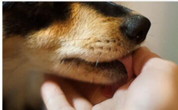 Šta znači ako vam pas liže ruku: Mnogi misle da tako iskazuje ljubav, ali to je velika greška, evo šta time poručuje Šta znači ako vam pas liže ruku: Mnogi misle da tako iskazuje ljubav, ali to je velika greška, evo šta time poručuje