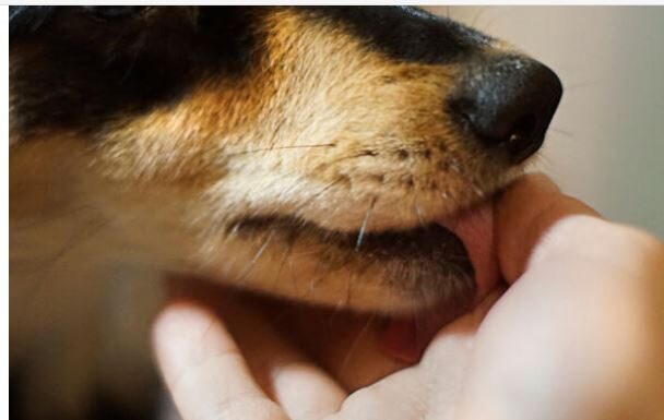 Šta znači ako vam pas liže ruku: Mnogi misle da tako iskazuje ljubav, ali to je velika greška, evo šta time poručuje Šta znači ako vam pas liže ruku: Mnogi misle da tako iskazuje ljubav, ali to je velika greška, evo šta time poručuje