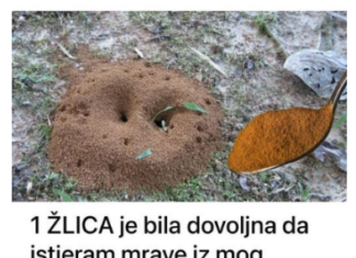1 ŽLICA je bila dovoljna da istjeram mrave iz mog vrta: NAJLAKŠI način da ih istjeram iz svog dvorišta i terase! 1 ŽLICA je bila dovoljna da istjeram mrave iz mog vrta: NAJLAKŠI način da ih istjeram iz svog dvorišta i terase!