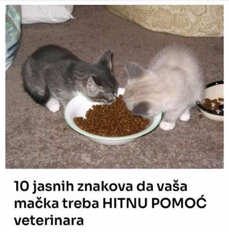 10 jasnih znakova da vaša mačka treba HITNU POMOĆ veterinara