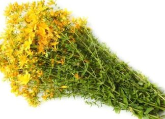 Čaj od kantariona protiv nervoze, valunga i depresije Čaj od kantariona protiv nervoze, valunga i depresije