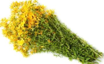 Čaj od kantariona protiv nervoze, valunga i depresije Čaj od kantariona protiv nervoze, valunga i depresije