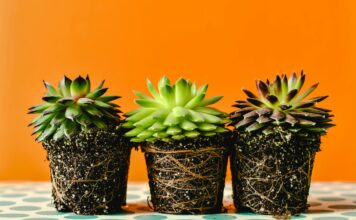 Iskoristite ljekovitu moć čuvarkuće: Donosimo dva jednostavna recepta Iskoristite ljekovitu moć čuvarkuće: Donosimo dva jednostavna recepta