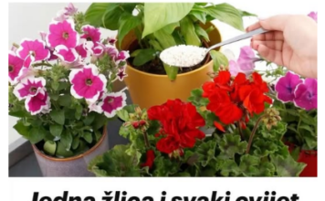 Jedna žlica i svaki cvijet odmah oživi i procvjeta: DJELUJE NA SVE ŠTO CVJETA! Jedna žlica i svaki cvijet odmah oživi i procvjeta: DJELUJE NA SVE ŠTO CVJETA!