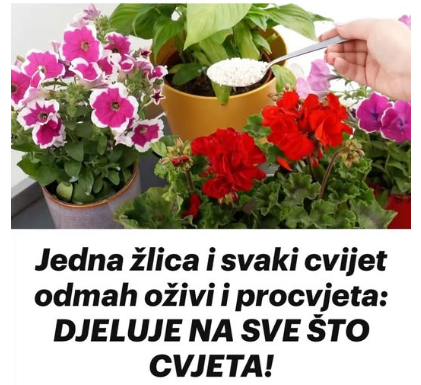 Jedna žlica i svaki cvijet odmah oživi i procvjeta: DJELUJE NA SVE ŠTO CVJETA! Jedna žlica i svaki cvijet odmah oživi i procvjeta: DJELUJE NA SVE ŠTO CVJETA!