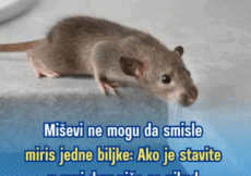 Miševi ne mogu da smisle miris jedne biljke: Ako je stavite u svoj dom više se nikad neće vraćati