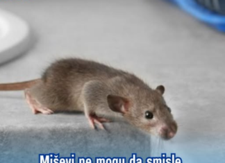 Miševi ne mogu da smisle miris jedne biljke: Ako je stavite u svoj dom više se nikad neće vraćati Miševi ne mogu da smisle miris jedne biljke: Ako je stavite u svoj dom više se nikad neće vraćati