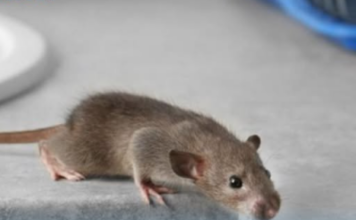 Miševi ne mogu da smisle miris jedne biljke: Ako je stavite u svoj dom više se nikad neće vraćati Miševi ne mogu da smisle miris jedne biljke: Ako je stavite u svoj dom više se nikad neće vraćati