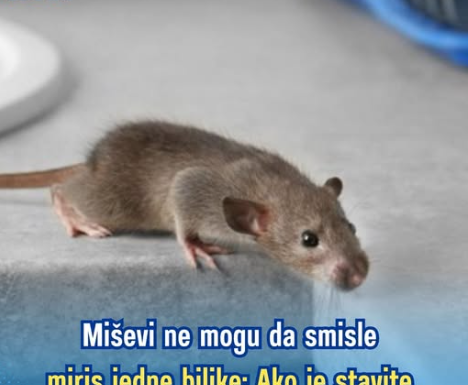 Miševi ne mogu da smisle miris jedne biljke: Ako je stavite u svoj dom više se nikad neće vraćati Miševi ne mogu da smisle miris jedne biljke: Ako je stavite u svoj dom više se nikad neće vraćati