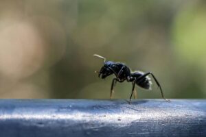 Najjeftiniji trik za istrebljenje mrava