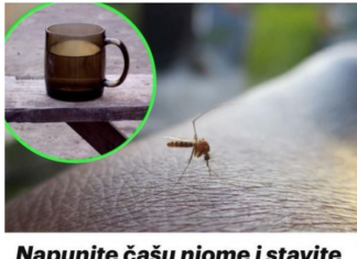 Napunite čašu njome i stavite je na prozorsku dasku: Ovako se Italijani bore protiv komaraca – TO JE DOKAZANO GODINAMA Napunite čašu njome i stavite je na prozorsku dasku: Ovako se Italijani bore protiv komaraca – TO JE DOKAZANO GODINAMA