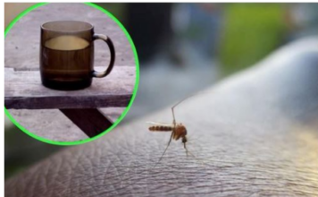 Napunite čašu njome i stavite je na prozorsku dasku: Ovako se Italijani bore protiv komaraca – TO JE DOKAZANO GODINAMA Napunite čašu njome i stavite je na prozorsku dasku: Ovako se Italijani bore protiv komaraca – TO JE DOKAZANO GODINAMA