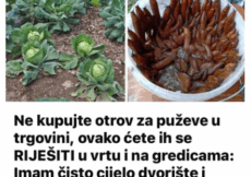 Ne kupujte otrov za puževe u trgovini, ovako ćete ih se RIJEŠITI u vrtu i na gredicama: Imam čisto cijelo dvorište i nema KEMIKALIJA!