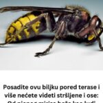 Posadite ovu biljku pored terase i više nećete videti stršljene i ose: Od njenog mirisa beže kao ludi