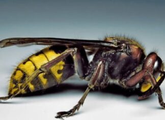 Posadite ovu biljku pored terase i više nećete videti stršljene i ose: Od njenog mirisa beže kao ludi Posadite ovu biljku pored terase i više nećete videti stršljene i ose: Od njenog mirisa beže kao ludi