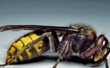 Posadite ovu biljku pored terase i više nećete videti stršljene i ose: Od njenog mirisa beže kao ludi Posadite ovu biljku pored terase i više nećete videti stršljene i ose: Od njenog mirisa beže kao ludi