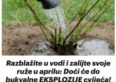 Razblažite u vodi i zalijte svoje ruže u aprilu: Doći će do bukvalne EKSPLOZIJE cvijeća!