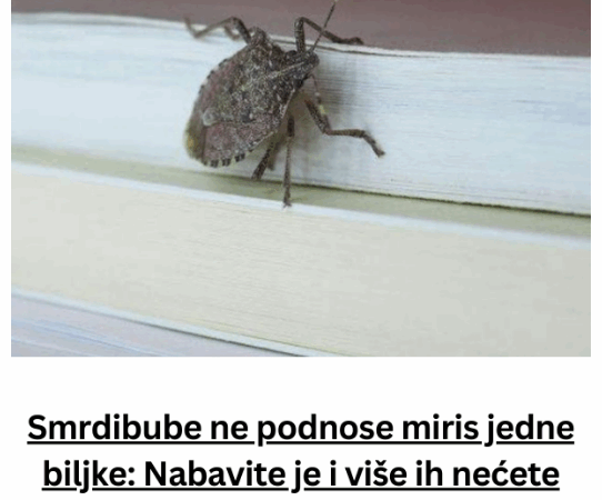 Smrdibube ne podnose miris jedne biljke: Nabavite je i više ih nećete vidjeti, BJEŽAĆE KA0 LUDE
