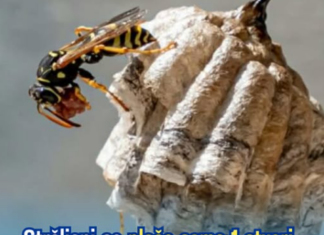 Stršljeni se plaše samo 1 stvari, to je i jedini način da ih zauvijek otjerate Stršljeni se plaše samo 1 stvari, to je i jedini način da ih zauvijek otjerate