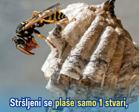 Stršljeni se plaše samo 1 stvari, to je i jedini način da ih zauvijek otjerate Stršljeni se plaše samo 1 stvari, to je i jedini način da ih zauvijek otjerate
