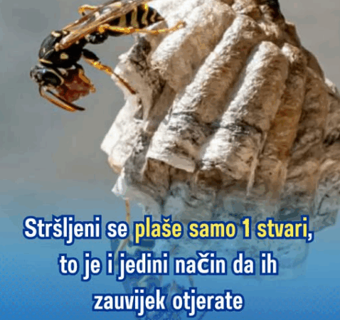 Stršljeni se plaše samo 1 stvari, to je i jedini način da ih zauvijek otjerate