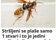 Stršljeni se plaše samo jedne stvari i to je jedini način da ih se riješite