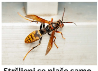 Stršljeni se plaše samo jedne stvari i to je jedini način da ih se riješite Stršljeni se plaše samo jedne stvari i to je jedini način da ih se riješite