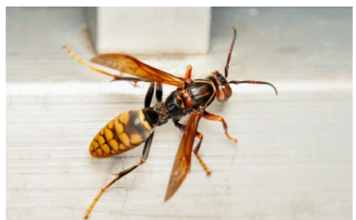 Stršljeni se plaše samo jedne stvari i to je jedini način da ih se riješite Stršljeni se plaše samo jedne stvari i to je jedini način da ih se riješite