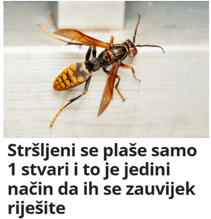 Stršljeni se plaše samo jedne stvari i to je jedini način da ih se riješite