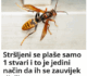 Stršljeni se plaše samo jedne stvari i to je jedini način da ih se riješite