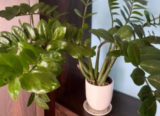 Umjesto u supu, stavite u vodu i prelijte zami0kulkas: Novi, zeleni listovi će ODMAH niknuti! Umjesto u supu, stavite u v0du i prelijte zamiokulkas: Novi, zeleni listovi će 0DMAH niknuti!