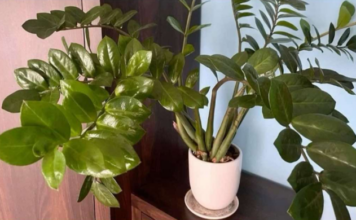 Umjesto u supu, stavite u vodu i prelijte zami0kulkas: Novi, zeleni listovi će ODMAH niknuti! Umjesto u supu, stavite u v0du i prelijte zamiokulkas: Novi, zeleni listovi će 0DMAH niknuti!