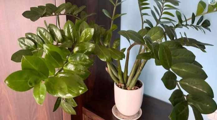 Umjesto u supu, stavite u vodu i prelijte zami0kulkas: Novi, zeleni listovi će ODMAH niknuti! Umjesto u supu, stavite u v0du i prelijte zamiokulkas: Novi, zeleni listovi će 0DMAH niknuti!