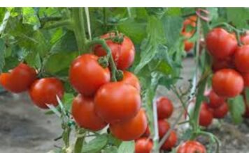 Vrtlari, ovo je ono čime treba hraniti PARADAJZE nakon sadnje: Sipajte ovo na rasadima i imaće više plodova nego listova! Vrtlari, ovo je ono čime treba hraniti PARADAJZE nakon sadnje: Sipajte ovo na rasadima i imaće više plodova nego listova!