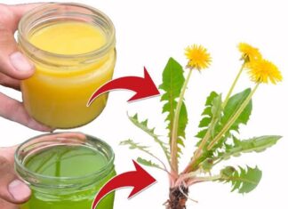 5 zdravstvenih prednosti i upotreba maslačka 5 zdravstvenih prednosti i upotreba maslačka