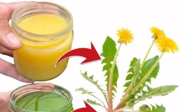 5 zdravstvenih prednosti i upotreba maslačka 5 zdravstvenih prednosti i upotreba maslačka