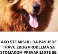 AKO STE MISLILI DA PAS JEDE TRAVU ZBOG PROBLEMA SA STOMAKOM PREVARILI STE SE: Evo šta je prava ISTINA, morate znati