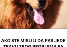 AKO STE MISLILI DA PAS JEDE TRAVU ZBOG PROBLEMA SA STOMAKOM PREVARILI STE SE: Evo šta je prava ISTINA, morate znati
