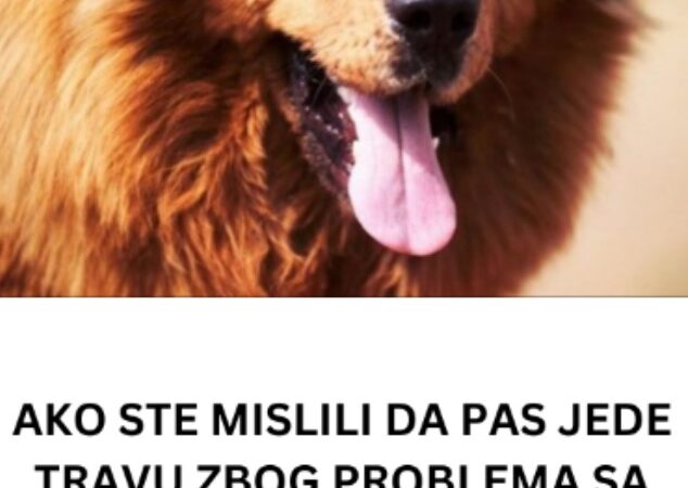 AKO STE MISLILI DA PAS JEDE TRAVU ZBOG PROBLEMA SA STOMAKOM PREVARILI STE SE: Evo šta je prava ISTINA, morate znati