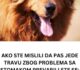 AKO STE MISLILI DA PAS JEDE TRAVU ZBOG PROBLEMA SA STOMAKOM PREVARILI STE SE: Evo šta je prava ISTINA, morate znati