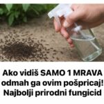 Ako vidiš SAMO 1 MRAVA odmah ga ovim pošpricaj! Najbolji prirodni fungicid