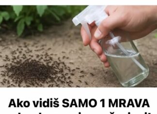 Ako vidiš SAMO 1 MRAVA odmah ga ovim pošpricaj! Najbolji prirodni fungicid Ako vidiš SAMO 1 MRAVA odmah ga ovim pošpricaj! Najbolji prirodni fungicid