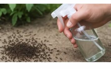 Ako vidiš SAMO 1 MRAVA odmah ga ovim pošpricaj! Najbolji prirodni fungicid Ako vidiš SAMO 1 MRAVA odmah ga ovim pošpricaj! Najbolji prirodni fungicid