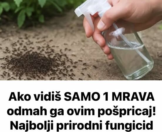 Ako vidiš SAMO 1 MRAVA odmah ga ovim pošpricaj! Najbolji prirodni fungicid