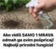 Ako vidiš SAMO 1 MRAVA odmah ga ovim pošpricaj! Najbolji prirodni fungicid